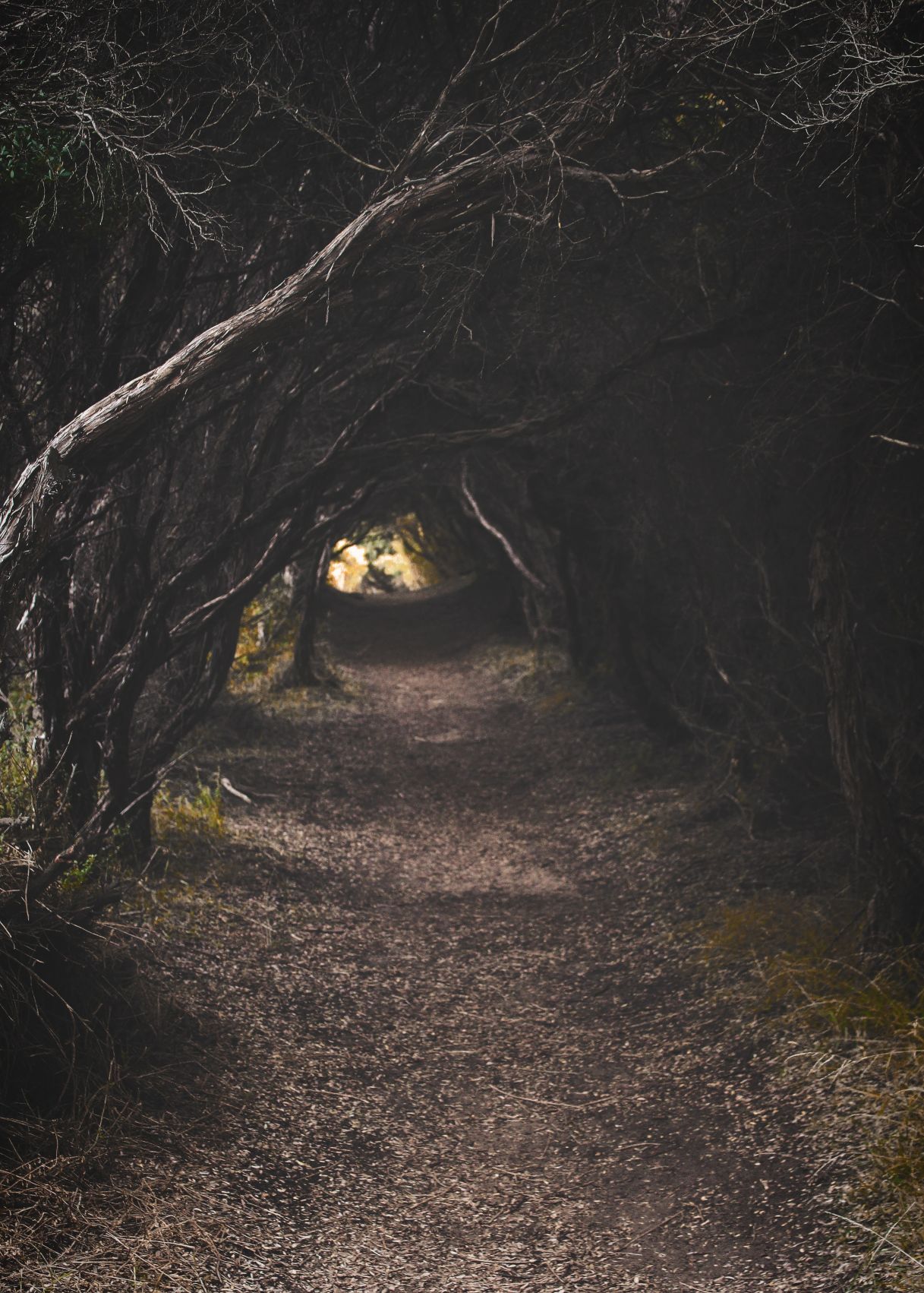 Into the Woods